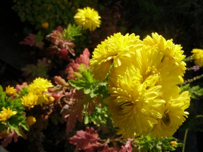 Chrysanthemum 'Margery Fish'